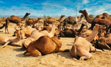 Morocco Camel Riding in agafay