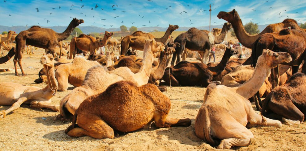 Morocco Camel Riding in agafay
