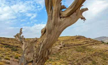 1 Day Trip Middle Atlas From Fes