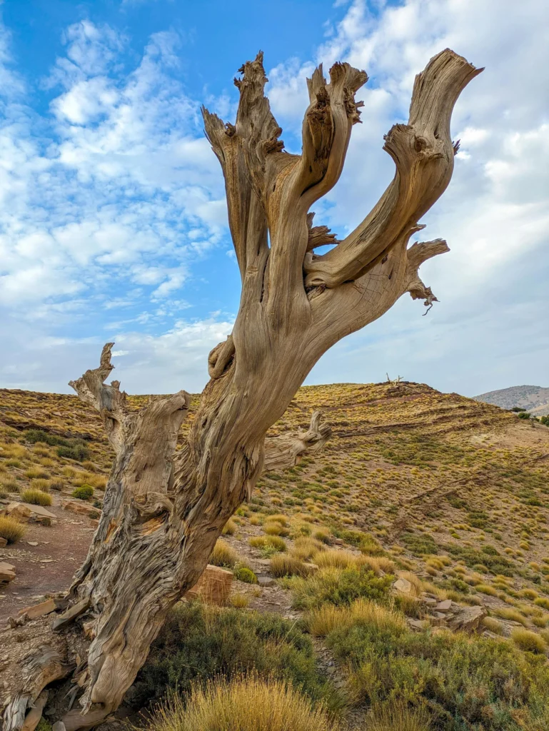 1 Day Trip Middle Atlas From Fes